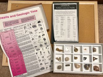 Authentic General Fossil Collection - 15 Fossil Specimens in Case w/Chart