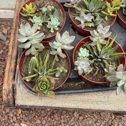 Succulentas  