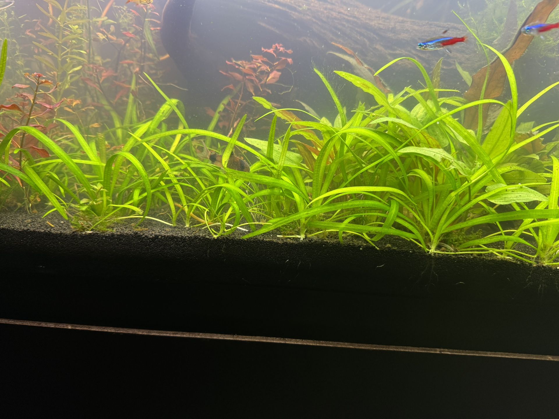 Dwarf Sag - Aquarium Plant
