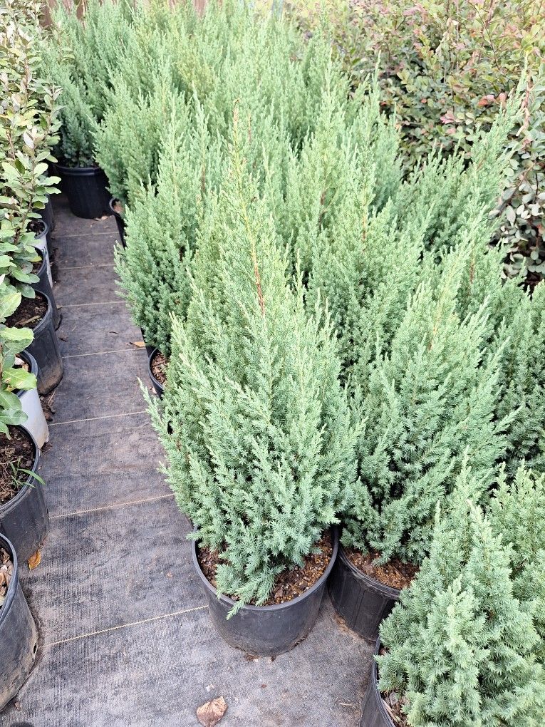Blue Point Juniper for Sale in Houston, TX OfferUp