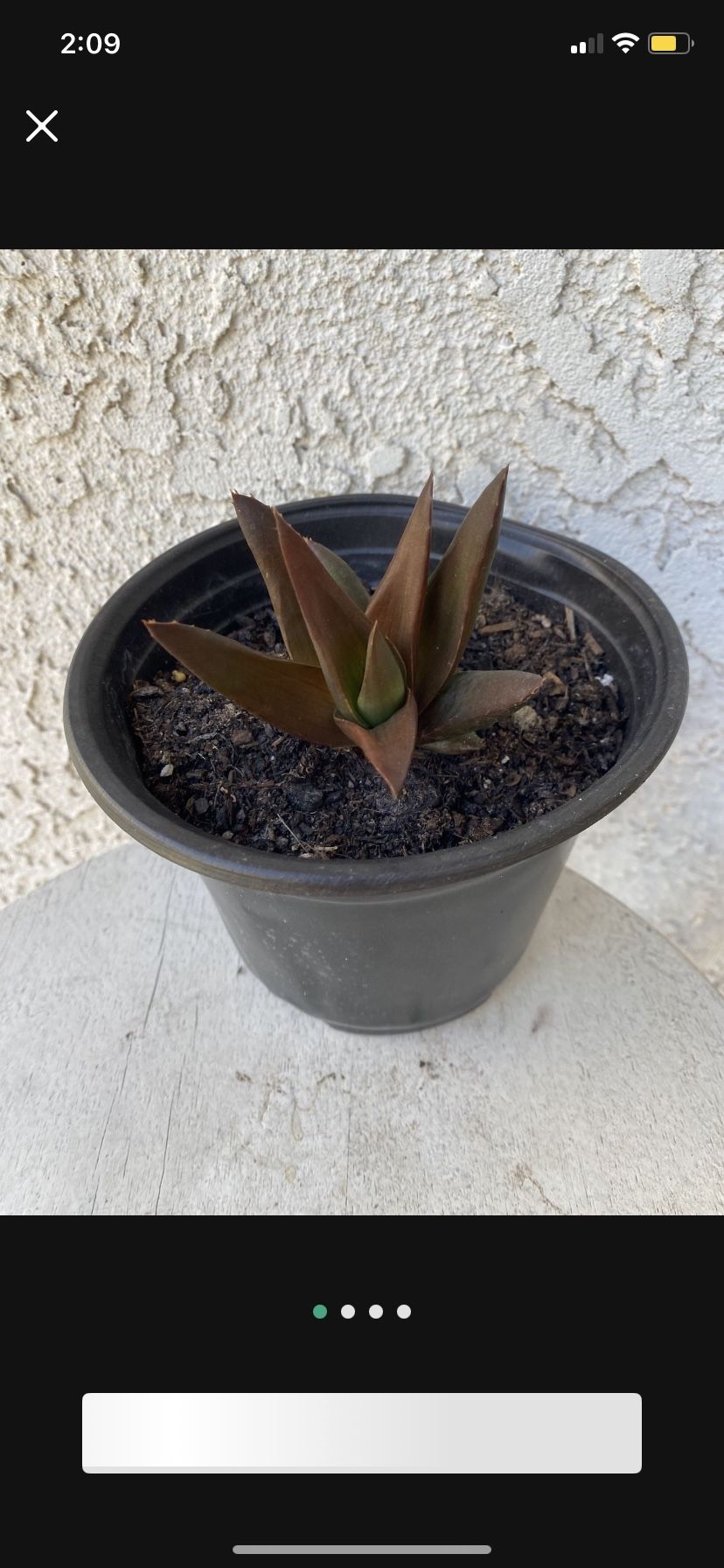 6 Inch Pot Rare Succulent Plant - Aloe Walmsley's Bronze - Rooted & Established - Drought Resistant - 🪴