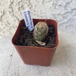 2 Inch Pot Cactus - Mammillaria Elongata Copper King - Golden Star- Rooted & Established - Drought Resistant- 🪴Baby Bridal Shower Favors  