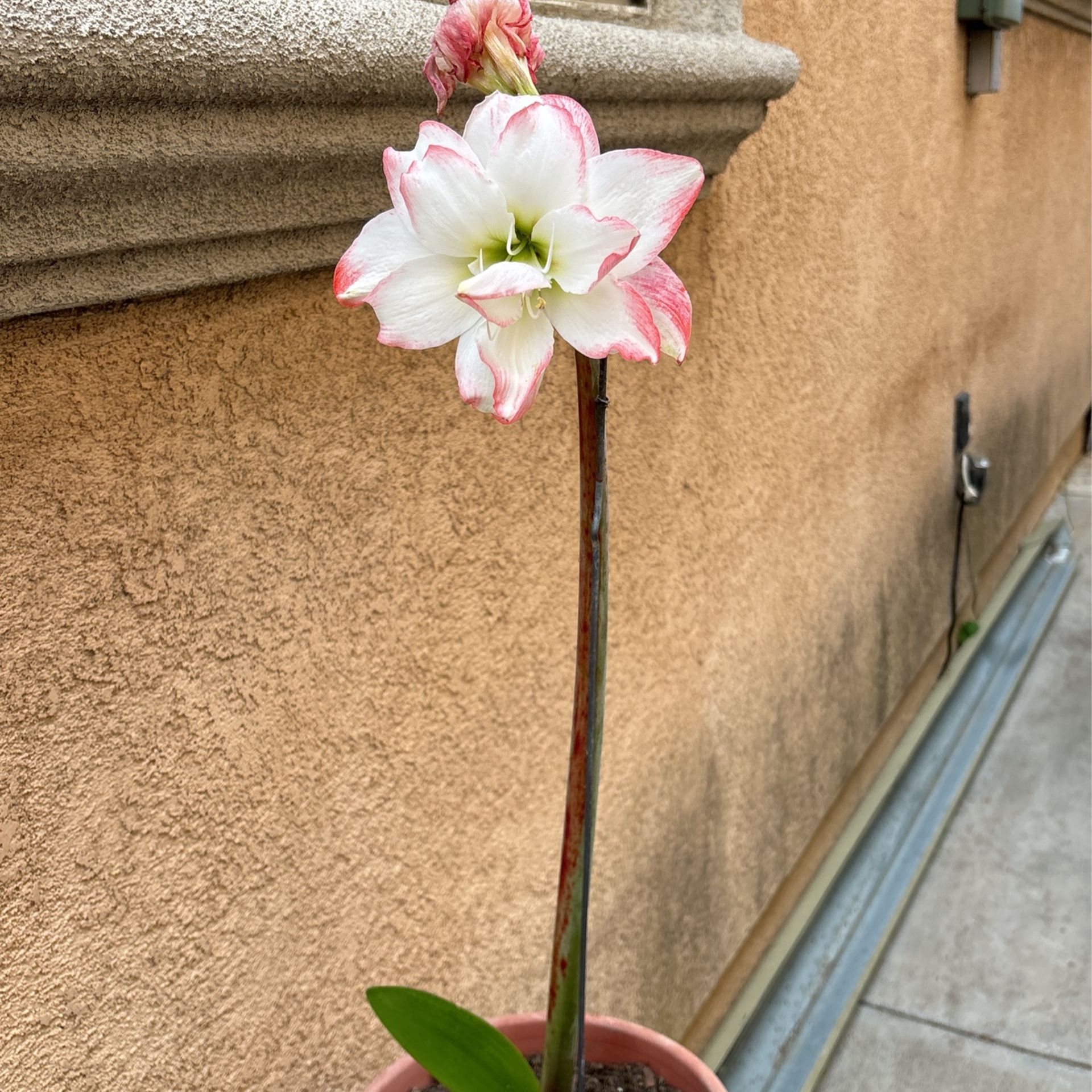 Plants Amarilis 