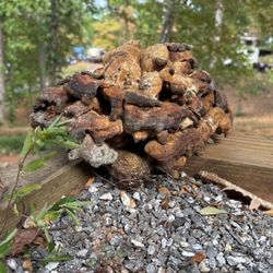 PETRIFIED PTERodOCTYL PooP