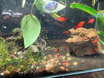 Fish tank
