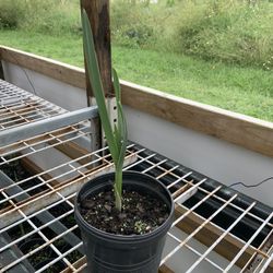 GARLIC STARTS