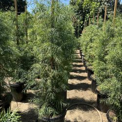 Podocarpus Gracilior Privacy Hedge