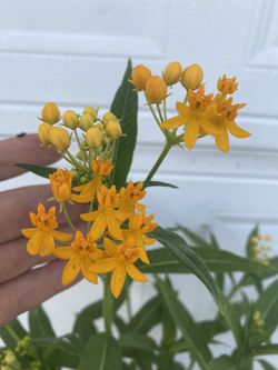 Milkweed Yellow Flowers Plant, In 1 Gallón Pot Pick Up Only