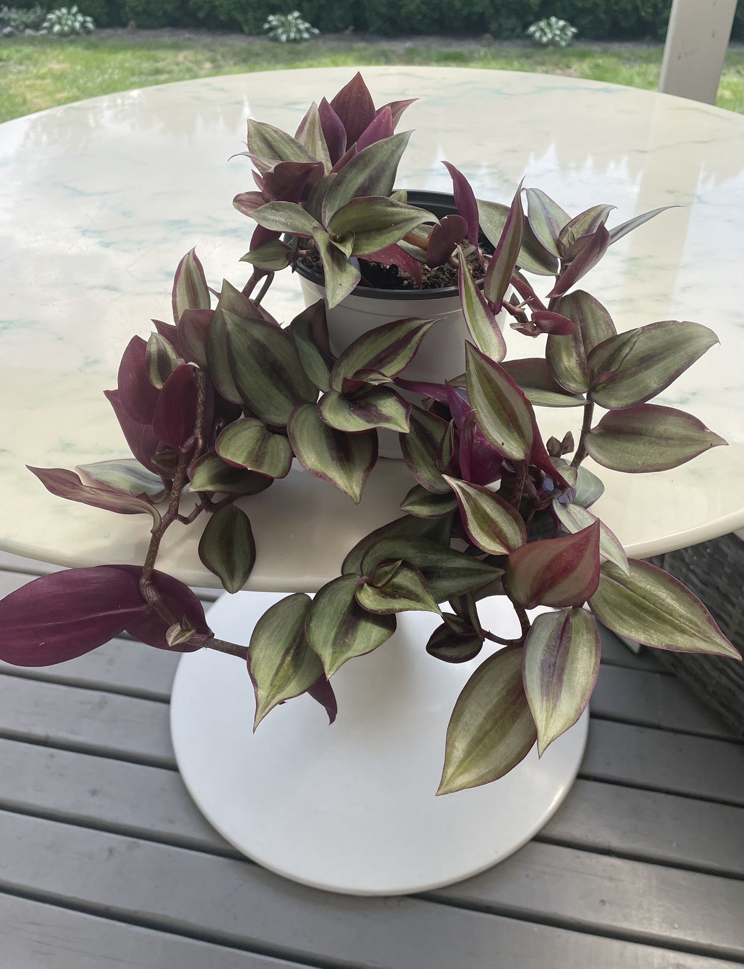 Tradescantia Plant ‘Silver Wandering Jew’ (Out/In Door Life Plant)