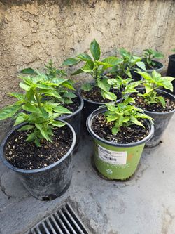 Plantas de chiles Carolina reeper