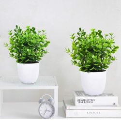 Green Eucalyptus Potted Plants