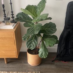 Fig Plant + Pot 