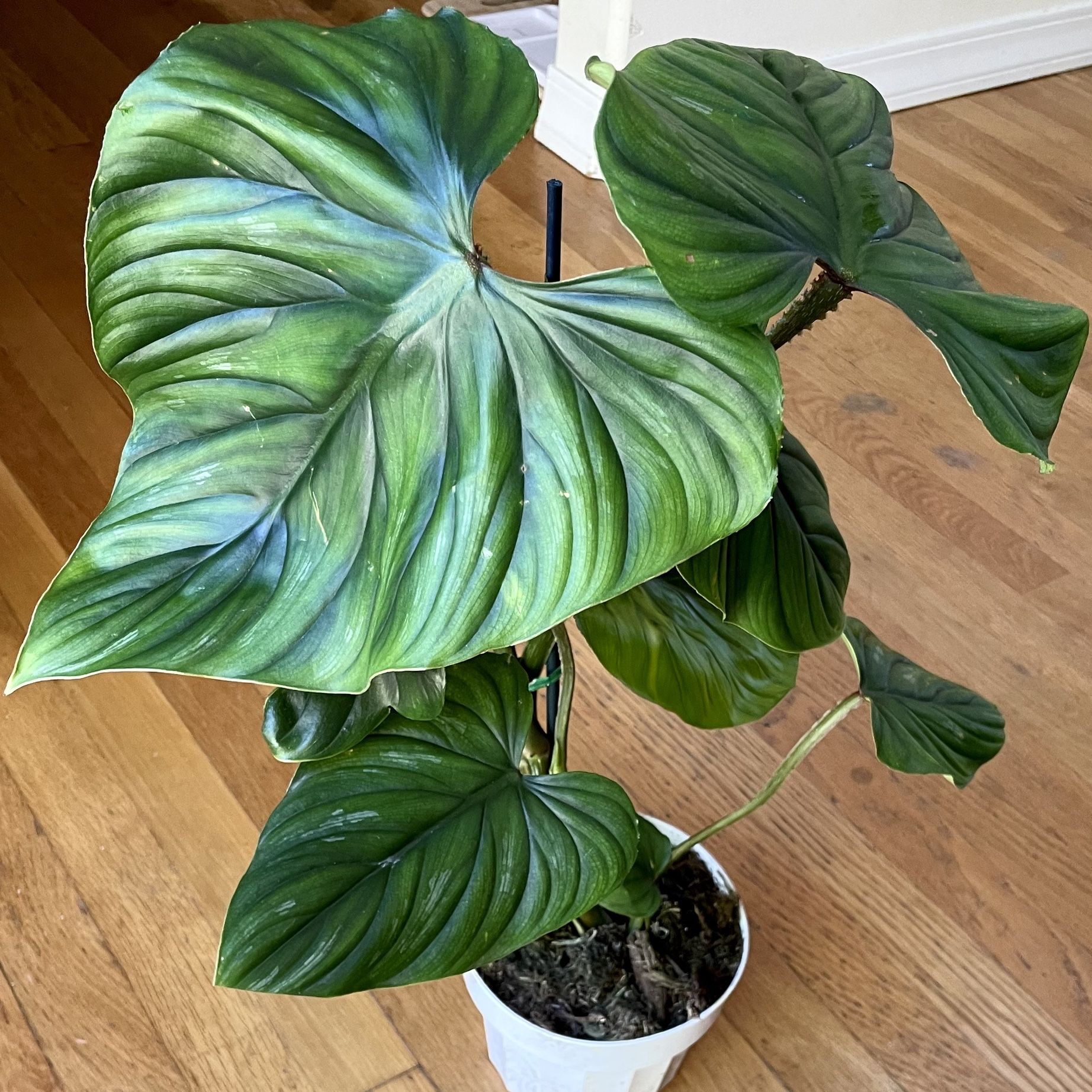 Large Rare Philodendron Plowmanii Plant / Free Delivery Available 