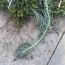 Free various succulents and aloe Vera plants