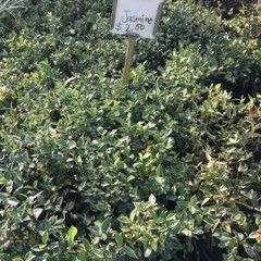 Jasmine 
