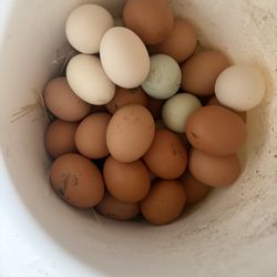 Fresh Eggs 