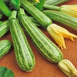 Delicious Organic Cocozelli Green Zucchini Plants 