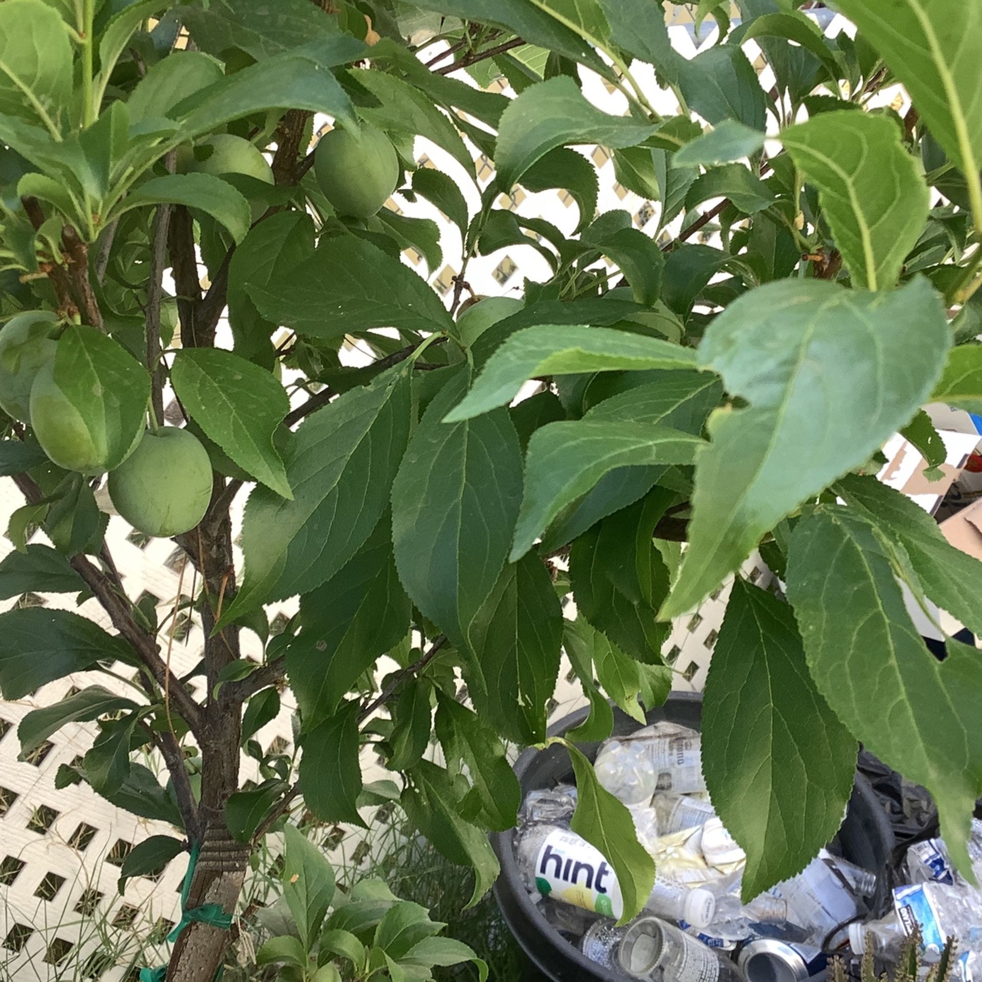 Plum Tree for Sale in Fontana, CA OfferUp