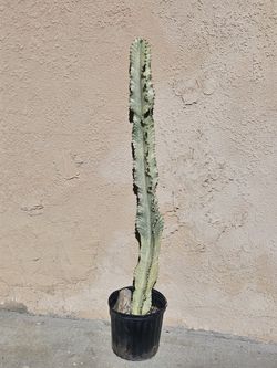 Ammak Variegated Cactus Plant