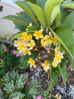 Nebels Gold Plumeria Tree - Rooted 10 Gal - Bloom Stalks Forming
