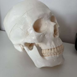 Human Skull Model