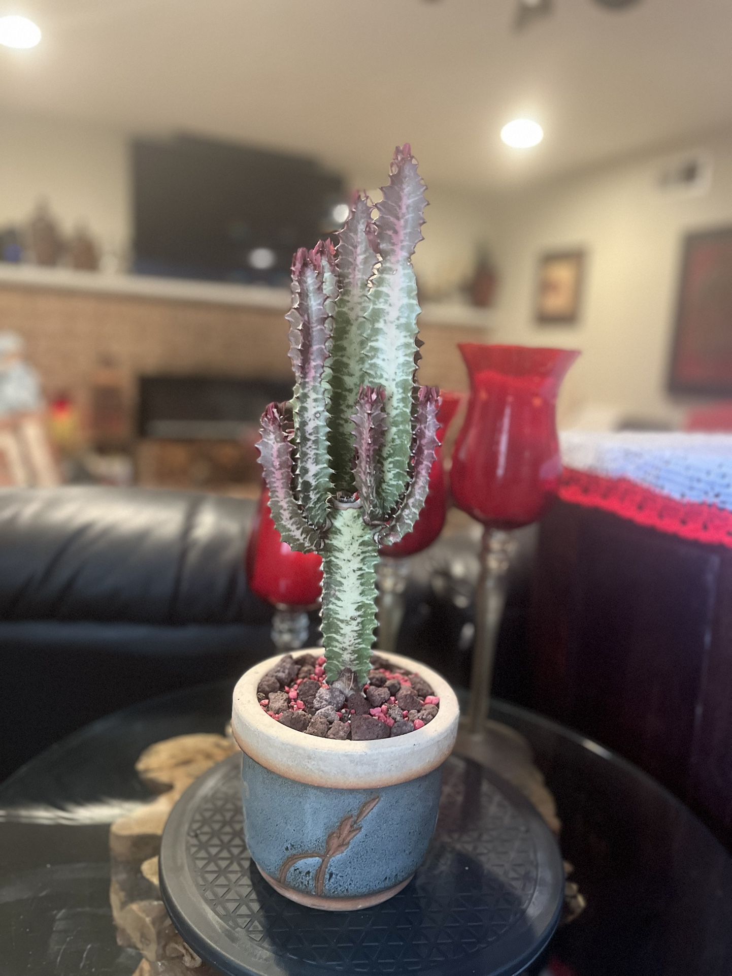 Very Healthy Euphorbia Trigona Plant In Beautiful Vase