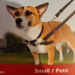 Dog Walking Harness