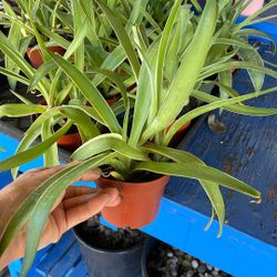 Smooth Variegated Agave Plants
