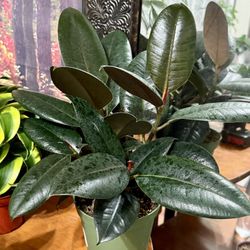 ♥️SUPER HEALTHY♥️16”Tall 5 Trees of  Burgundy Rubber Tree🙏PLS Read Description