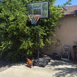 Basketball Hoop 