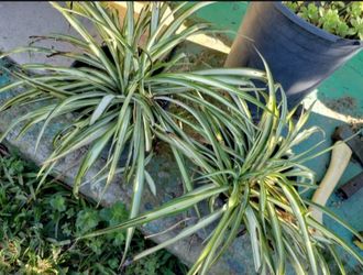 Spider plants, $5 each