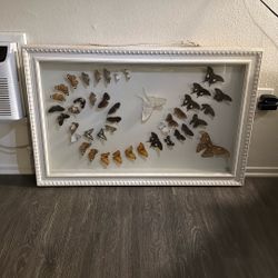 Vintage Collection Of Butterflies In Shadow Box