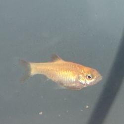 Five Gold Barbs 