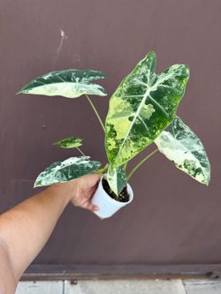 4” variegated Alocasia Frydek