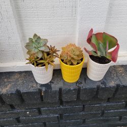 Succulents 