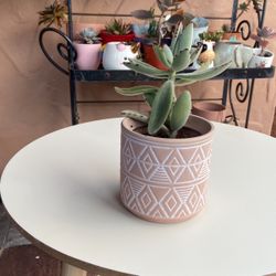 Succulent With Boho Container 