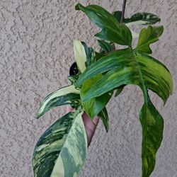 RARE  Philodendron FLORIDA BEAUTY Plant $85