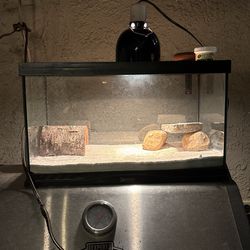 Lizard Tank