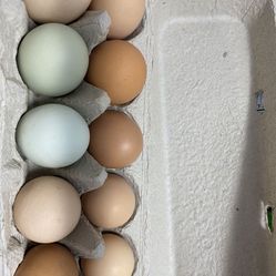 Farm Fresh Eggs 