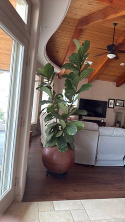 Fig Tree