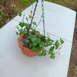 WAX IVY /Senecio macroglossus