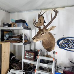 Taxidermist Elk Head.