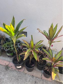 Rare cordyline 15$ each