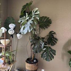 Monstera deliciosa