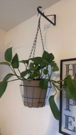 Golden Pothos