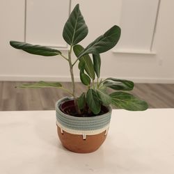 Office Plant