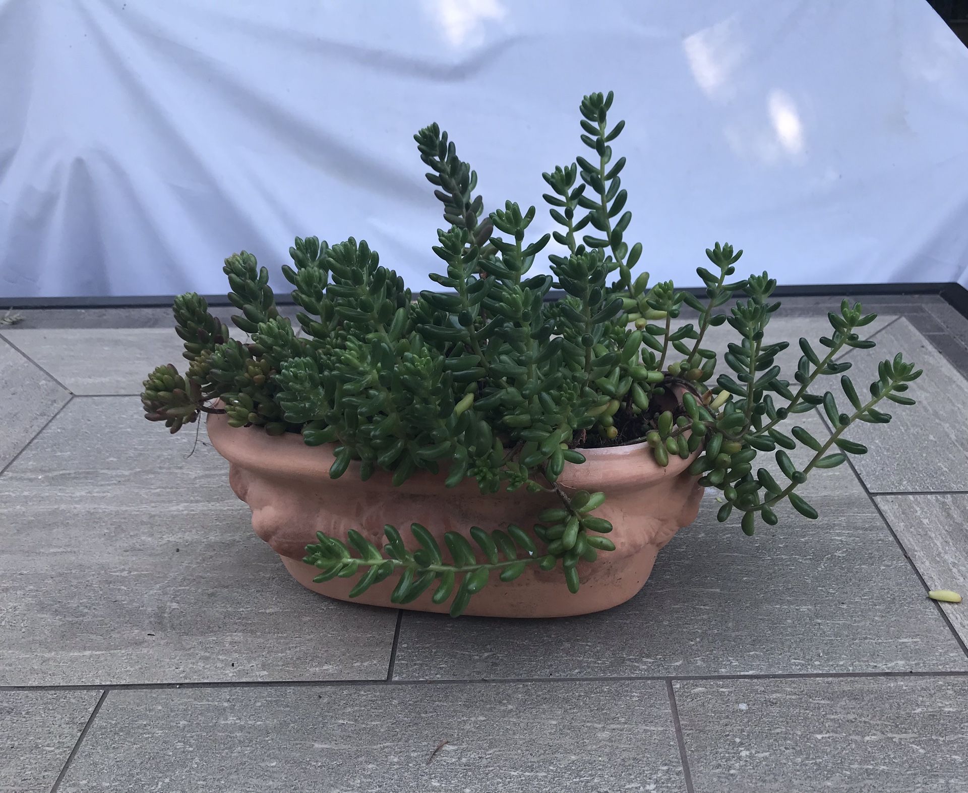 Jelly bean succulents in a pretty terracotta pot