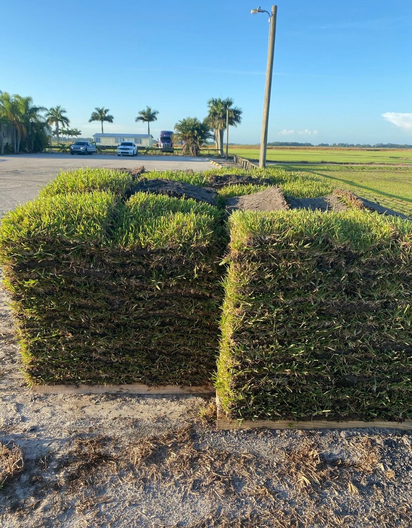 Fresh St.Augustine Sod