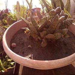 Succulent Plant In A Pot For $9