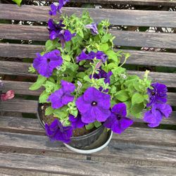 Flowers In Pot Decorative 